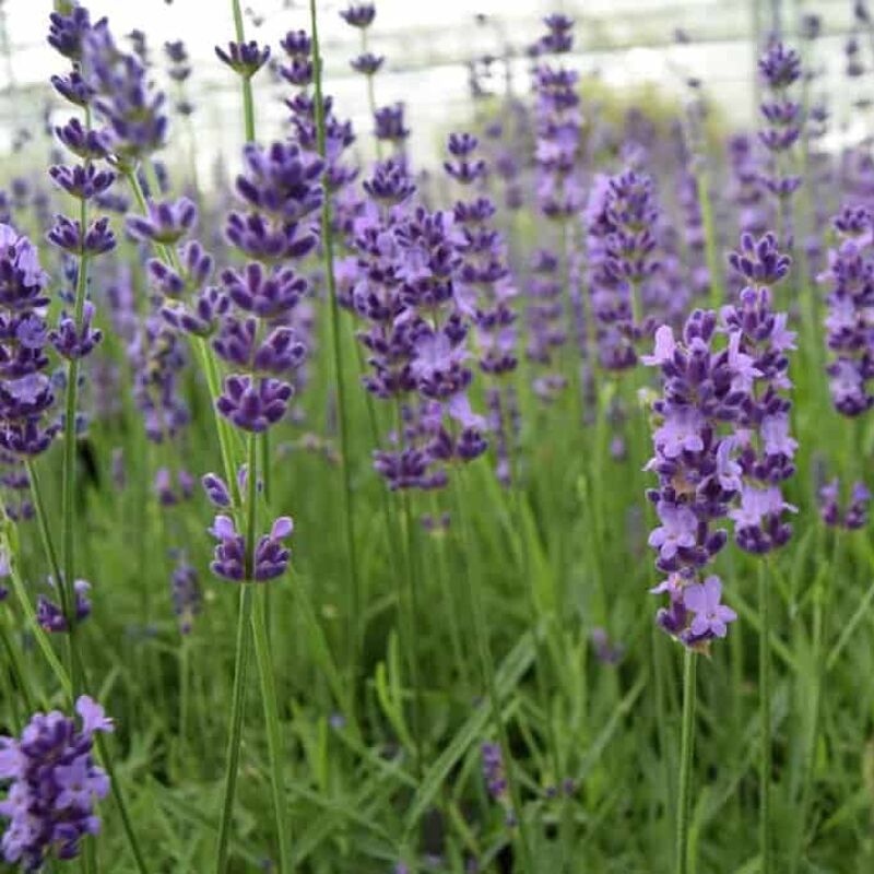 Lavandula angustifolia 'Hidcote' 15-20 cm